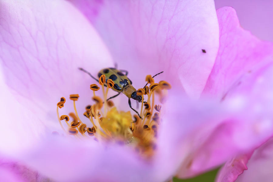 Beetle In Rose Photograph by Jonathan Nguyen