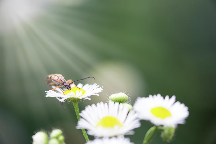 Beetle in the Sun Photograph by Brian Hale