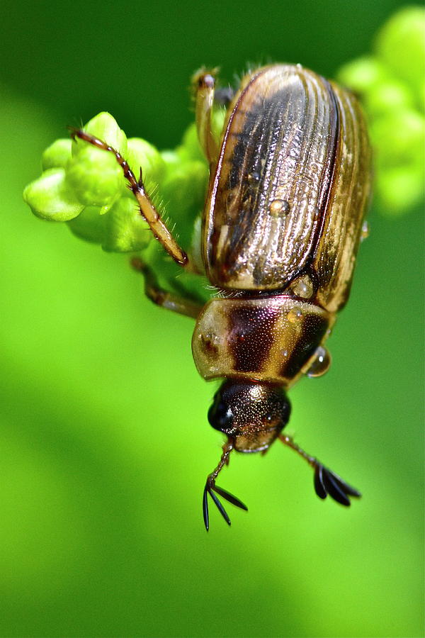 Beetle Photograph by Jeffrey PERKINS
