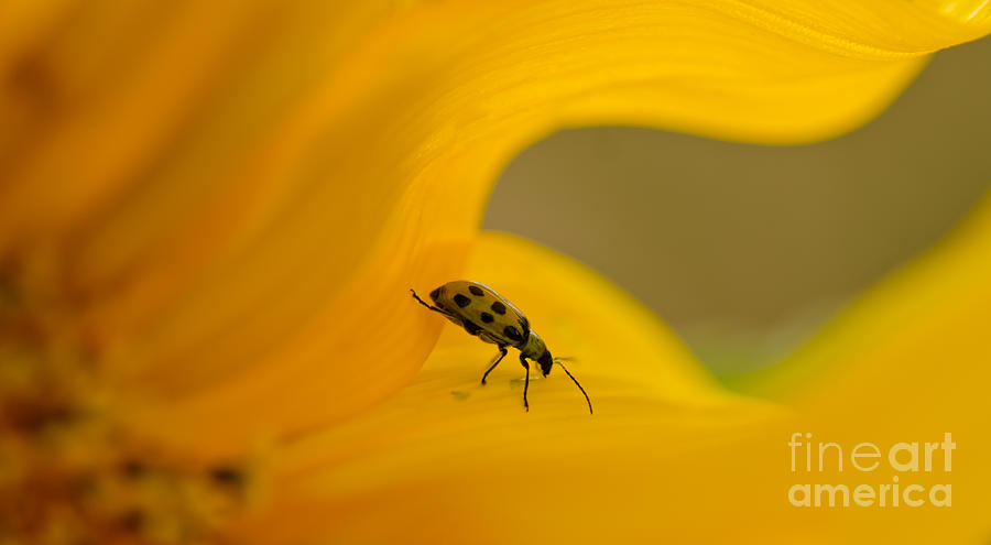 Beetle Juice Photograph by Nick Boren