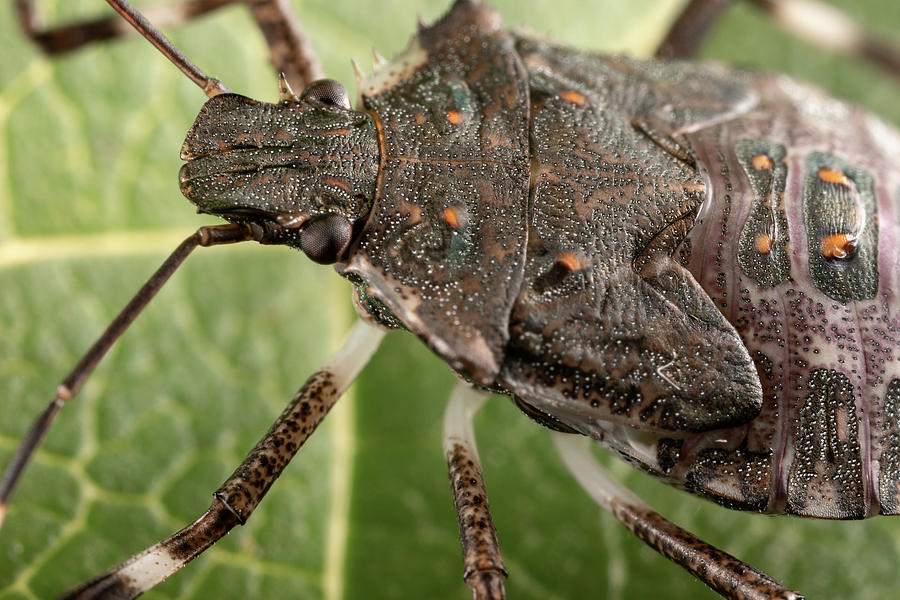 Beetle Macro Photograph by Brian Hale