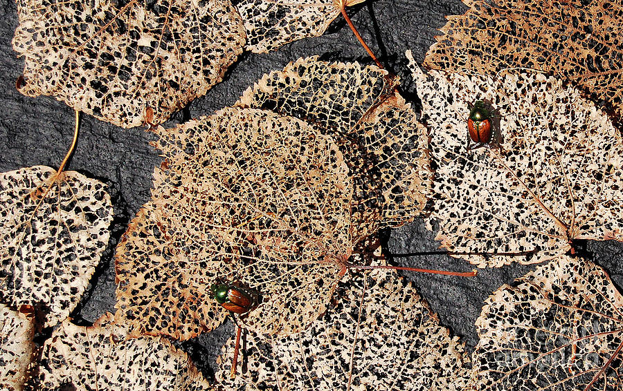 Beetle Mania Photograph