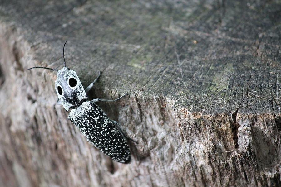 Eastern Eyed Click Beetle Photograph By Megan Greenfeld