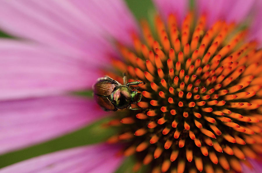 Beetle by Nikki Watson McInnes Beetle by Nikki Watson McInnes