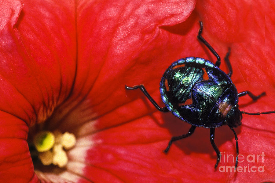 Beetle on a hibiscus flower. Photograph by Sean Davey