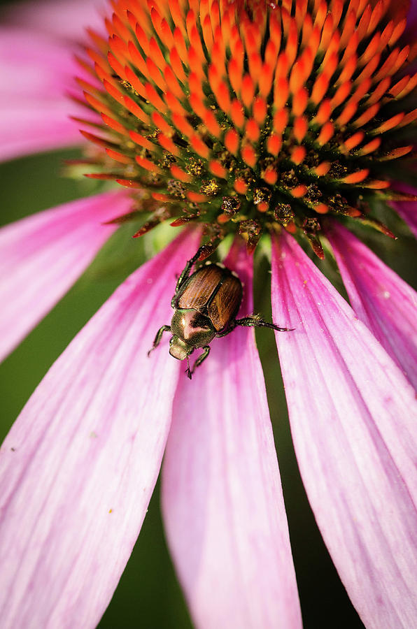 Beetle Power by Nikki Watson McInnes Beetle Power by Nikki Watson McInnes
