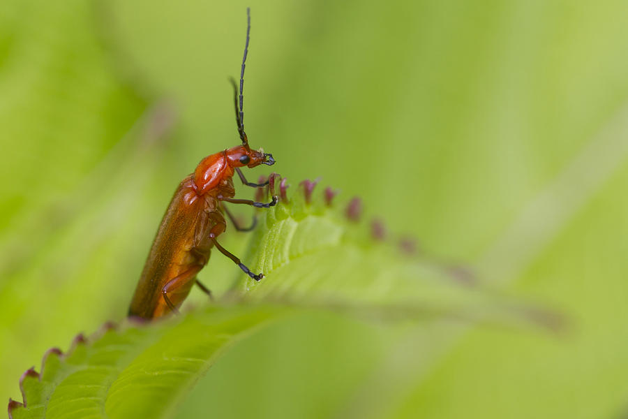 Beetle  Rhagonycha fulva Photograph by Chris Smith