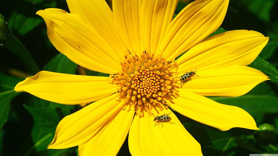 Sunflower Digital Art - Beetle by Super Lovely