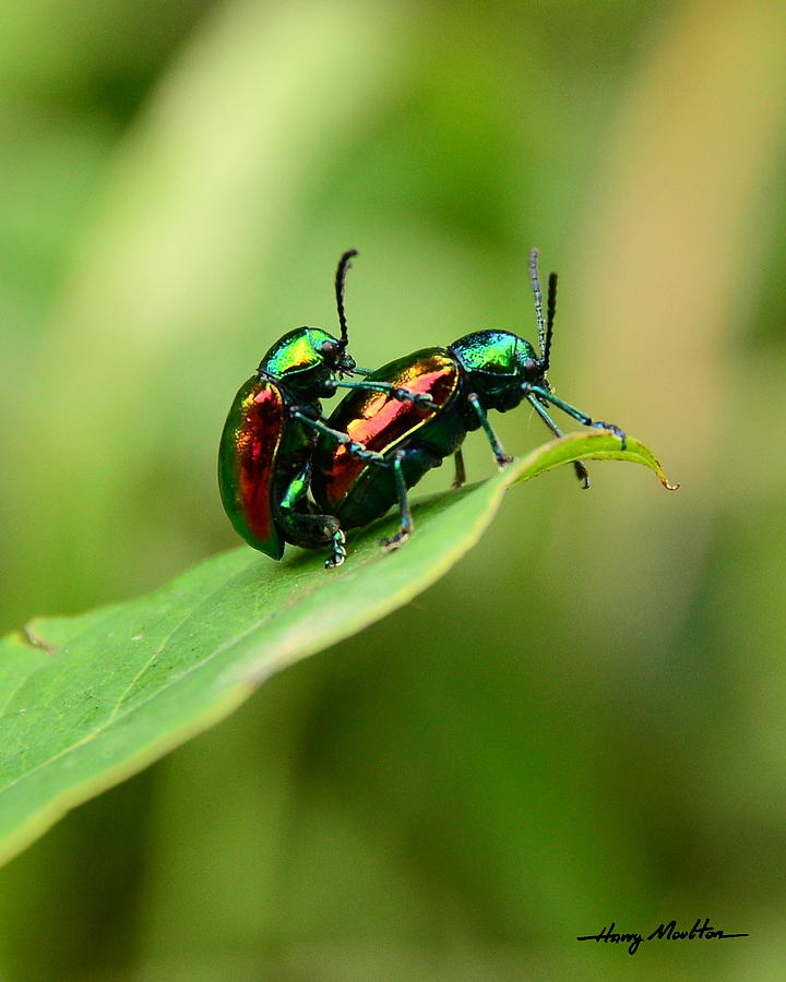 Beetlemania Photograph by Harry Moulton