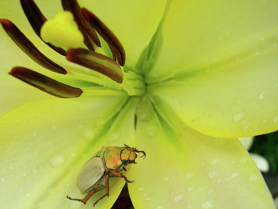 Flower Photograph - Beetlemania by Randy Rosenberger