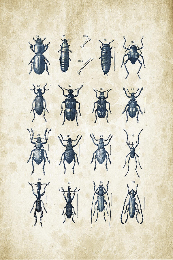 Insects Digital Art - Beetles - 1897 - 03 by Aged Pixel
