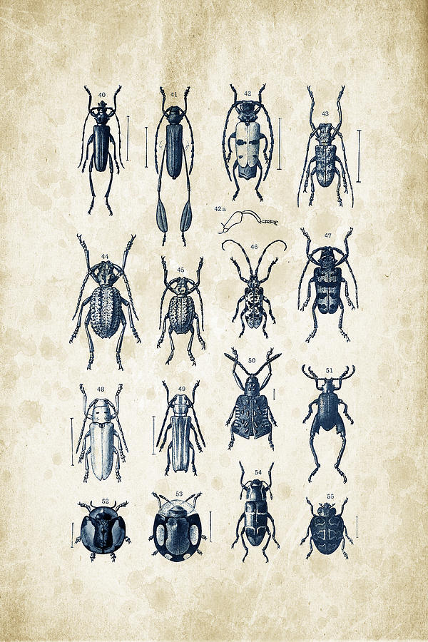 Insects Digital Art - Beetles - 1897 - 04 by Aged Pixel