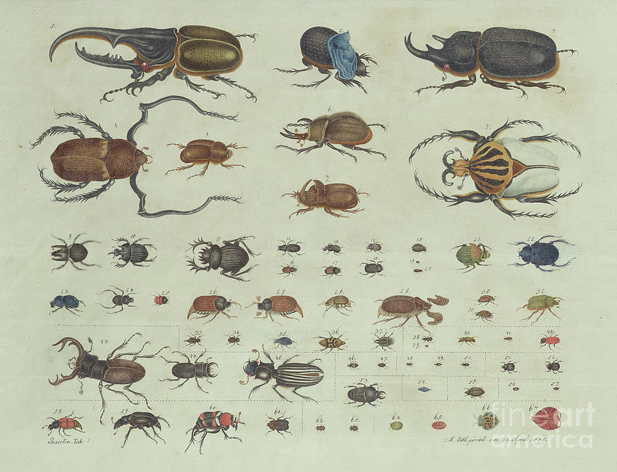 Beetles Painting by Aloys Zotl
