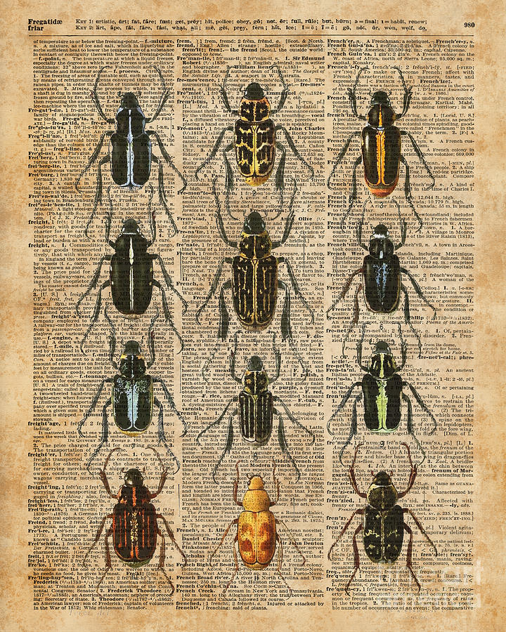 Insects Digital Art - Beetles Bugs Zoology Illustration Vintage Dictionary Art by Anna W