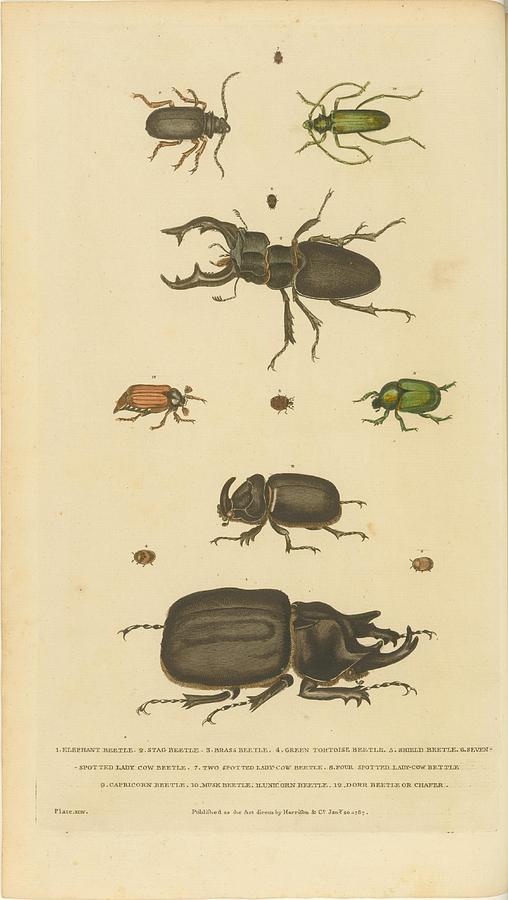 Beetles Painting - Beetles by Celestial Images