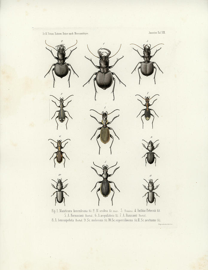 Beetles Of Southern Africa Drawing by W Wagenschieber