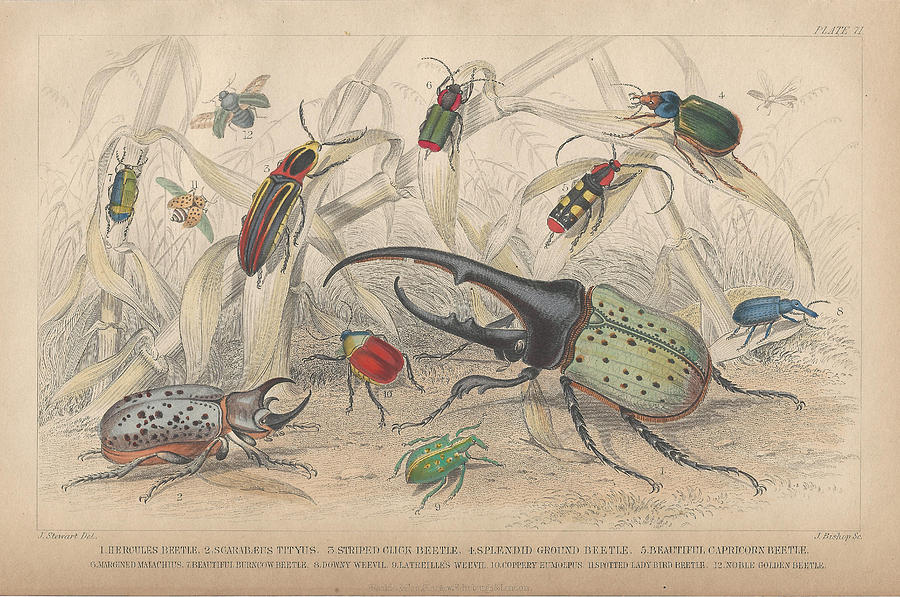 Beetles Drawing by Dreyer Wildlife Print Collections 