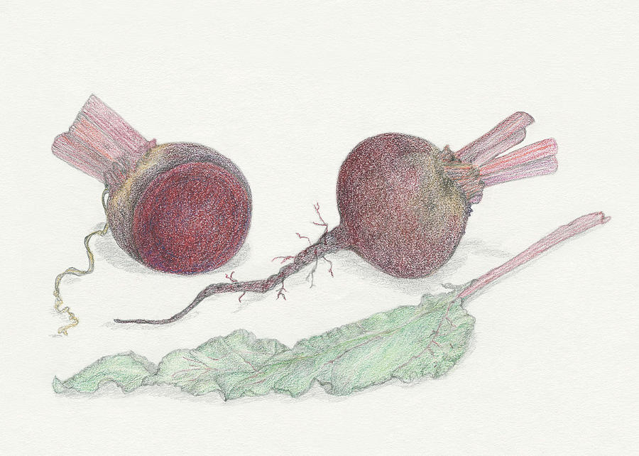 Beets Drawing by Tara Poole