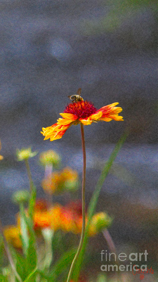 Beeutiful Orange Methow Valley Flowers by Omashte Photograph by Omaste Witkowski