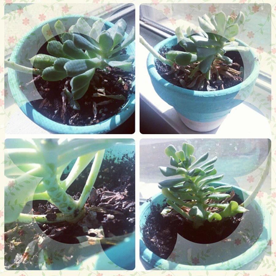 Succulent Photograph - Before And After I Cleaned Up My Baby by Sasha Hickman