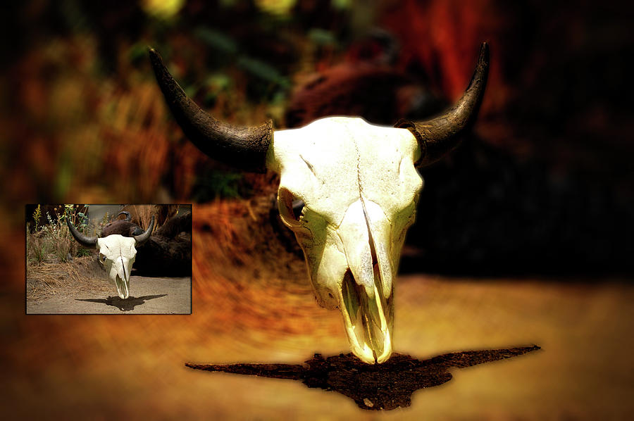 Before And After Sample Bison Skull Photograph by Thomas Woolworth