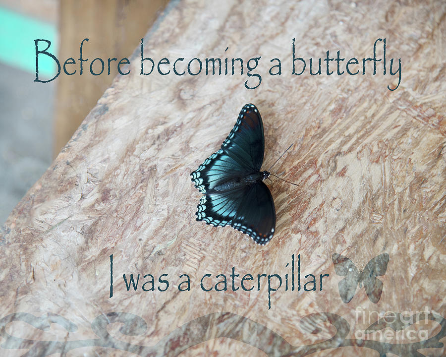 Before Becoming A Butterfly Photograph