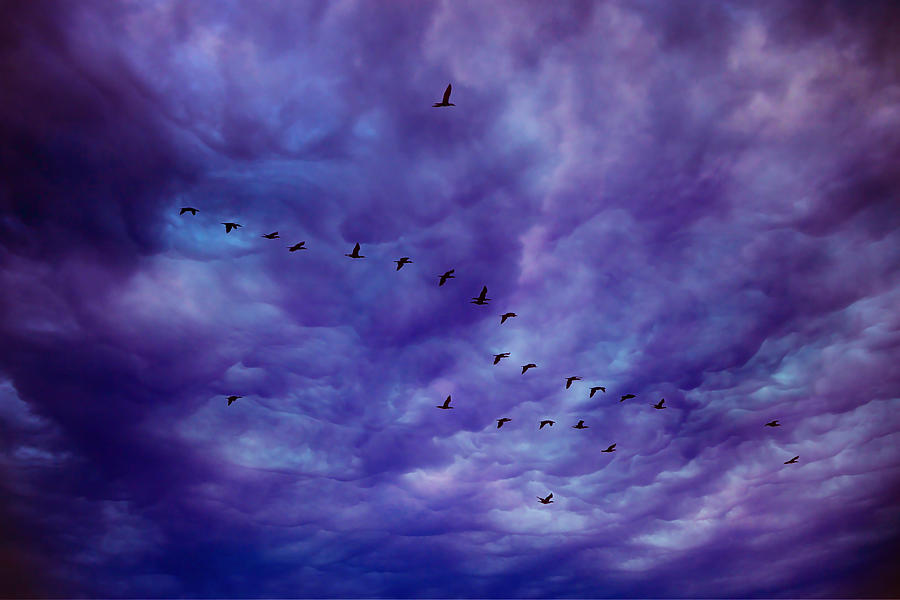 Bird Photograph - Before It Storms by Iryna Goodall