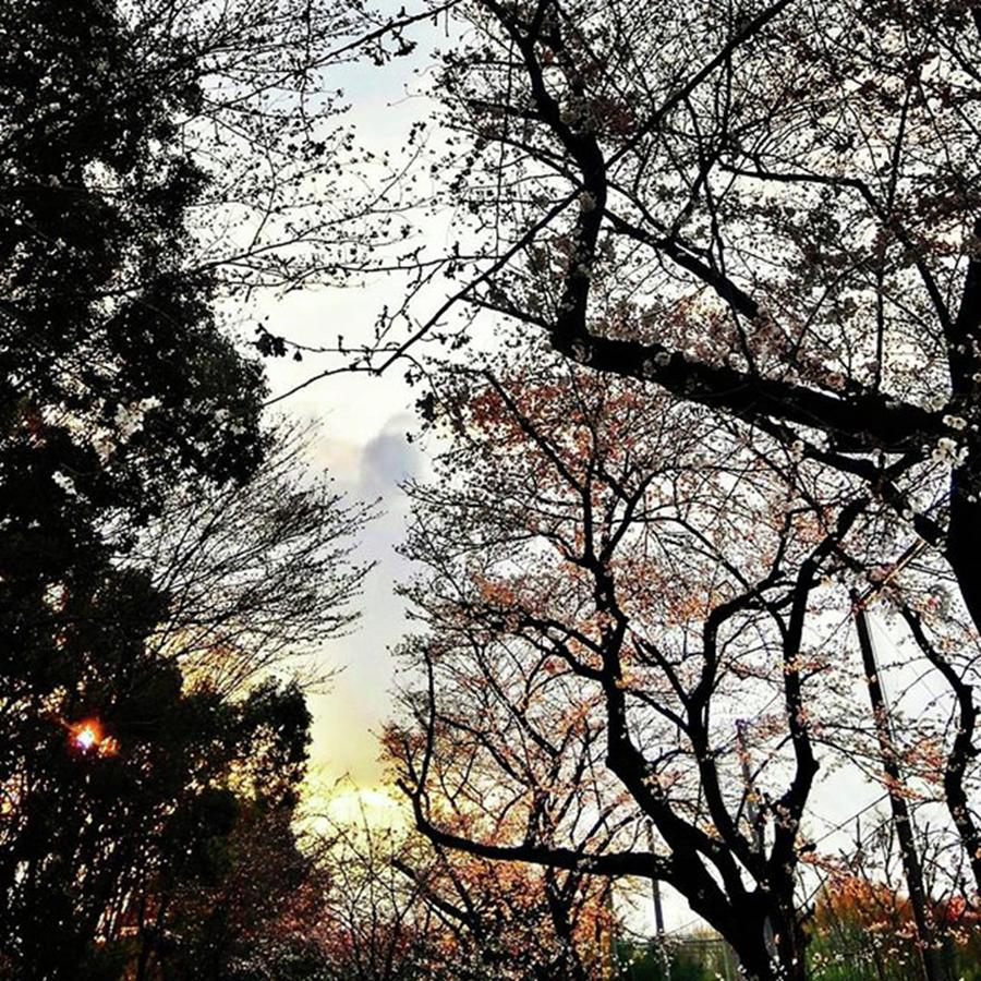 Sunset Photograph - Before Sakura 100% by Nori Strong