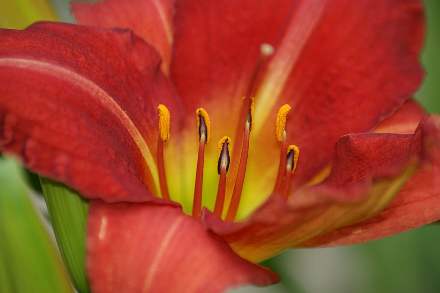 Lily Photograph - Before the Rain by Heidi Poulin