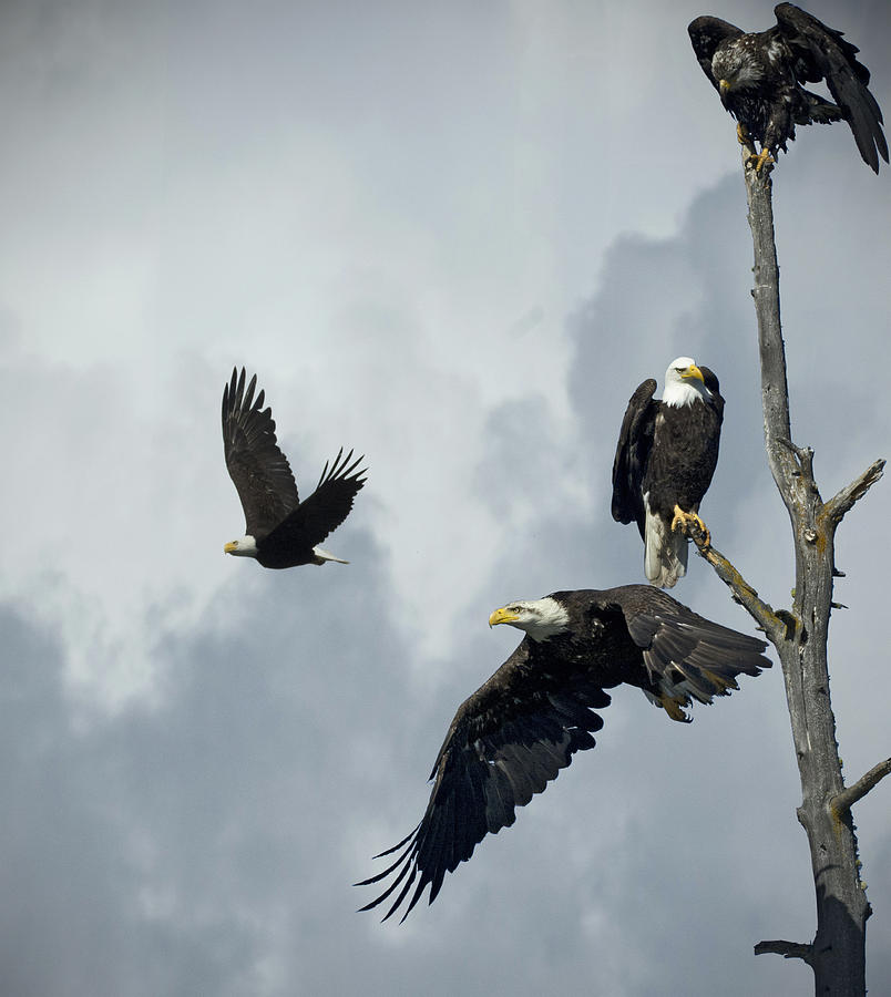 Bald Eagle Photograph - Before the storm by Rob Mclean 