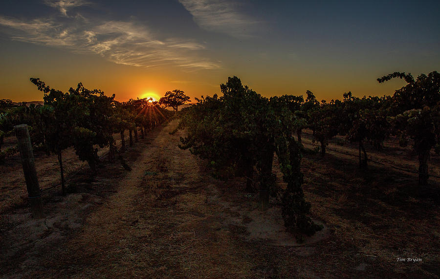 Wine Photograph - Before Tomorrows Harvest by Tim Bryan