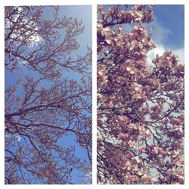 Flower Photograph - #beforeandafter #springblossom #flowers by Danielle Black