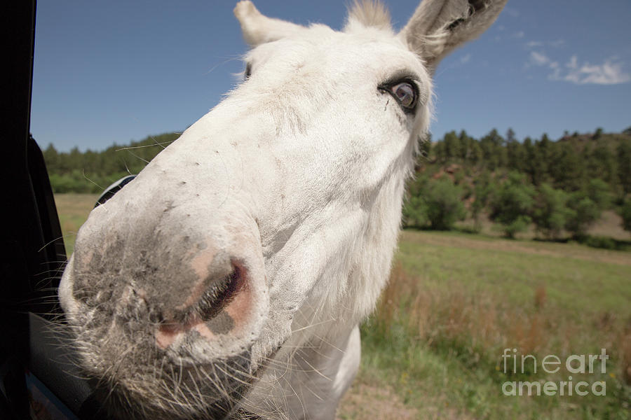 begging burro Custer State Park Photograph