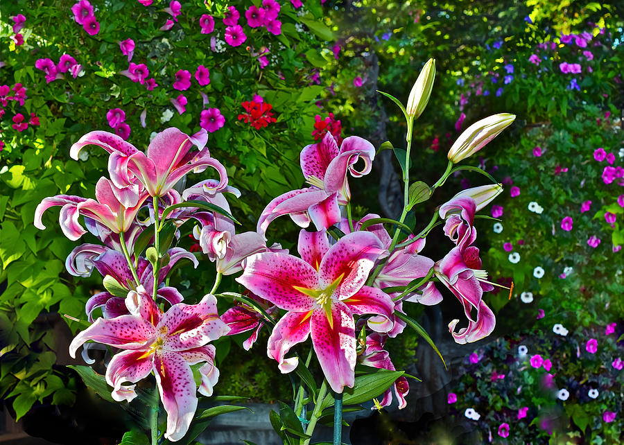 Beginning September Sunlit Lilies Photograph by Janis Senungetuk