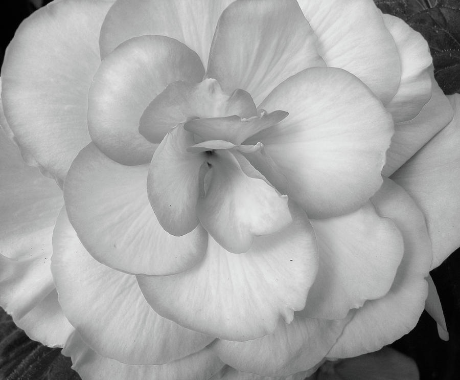 Begonia No. 1-1 Photograph by Sandy Taylor