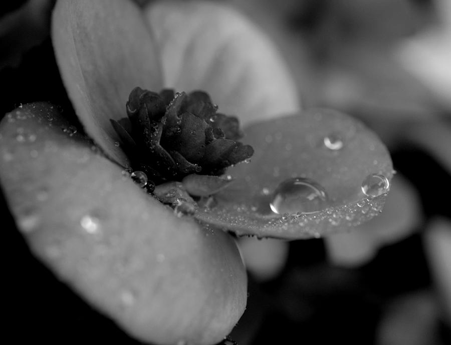 Begonia B/w 0000008 Photograph by Paul Gavin | Fine Art America