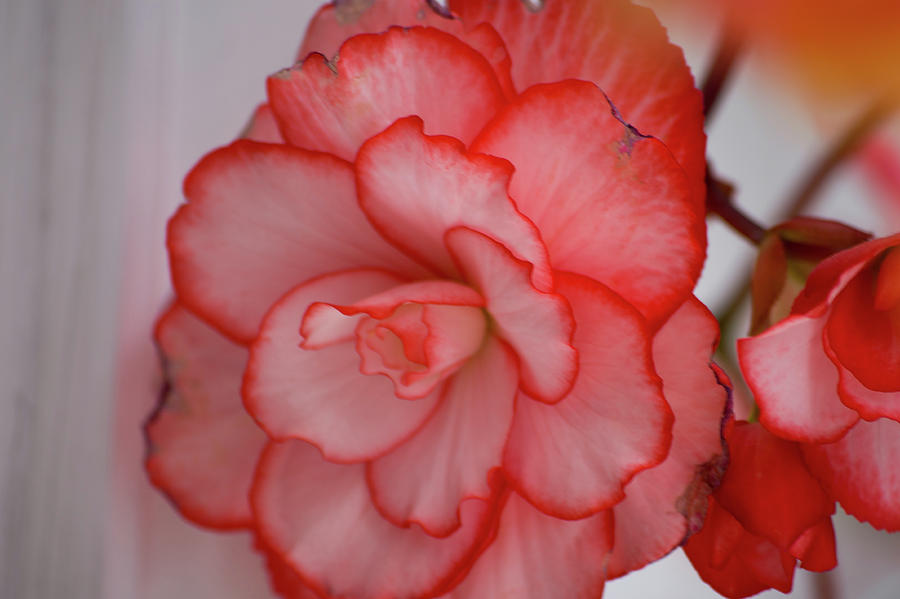 Begonia Beauty Photograph by Lora Lee Chapman