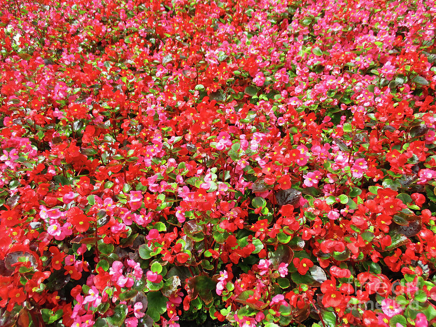 Begonia Bed 3 Photograph by Randall Weidner