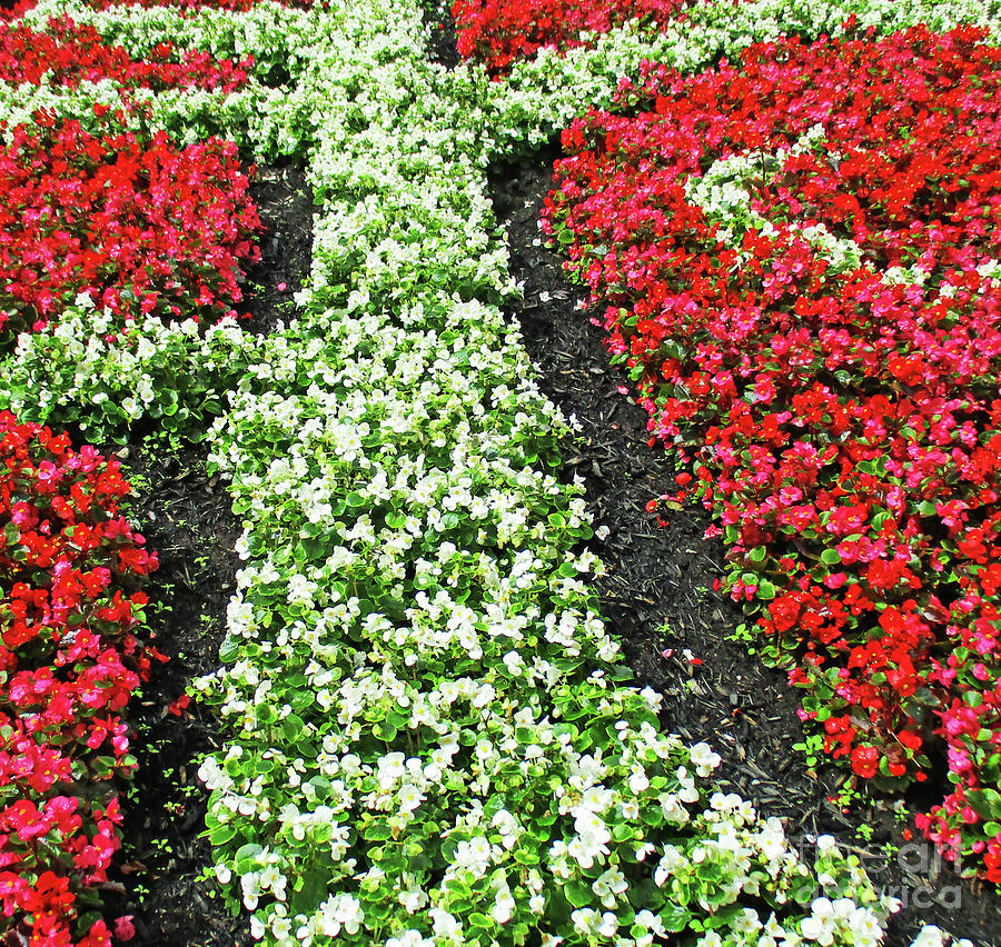 Begonia Bed Photograph by Randall Weidner