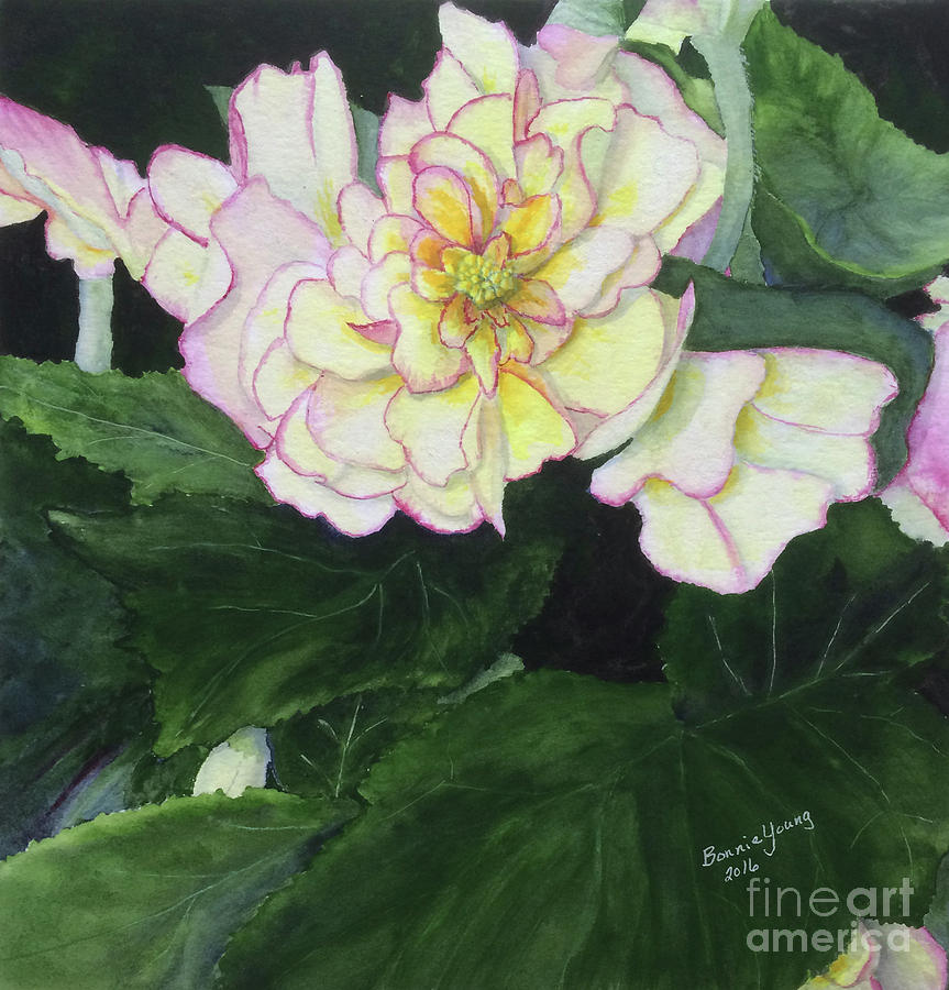 Begonia Painting by Bonnie Young
