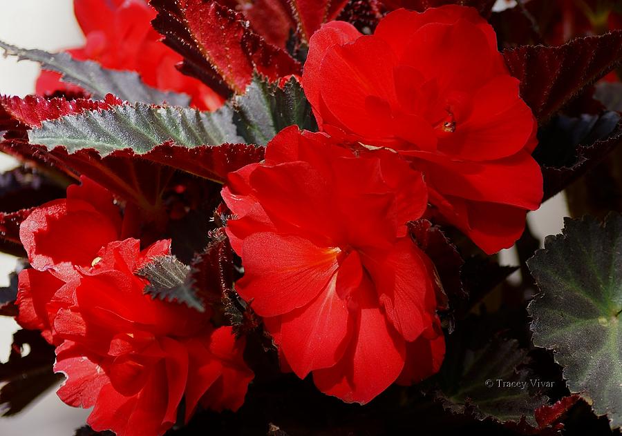 Begonia Bouquet Photograph by Tracey Vivar