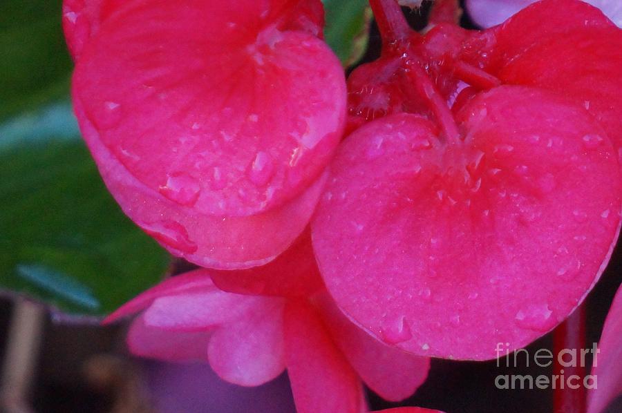 Begonia Closeup Photograph by Maxine Billings