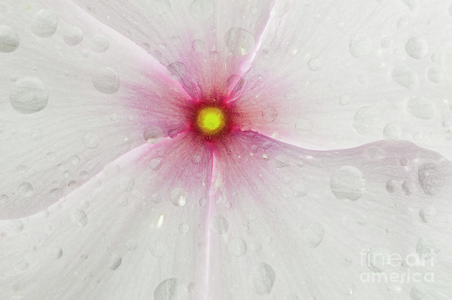Begonia Photograph by David Waldrop