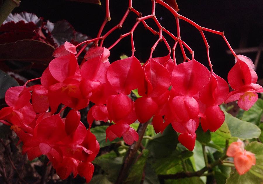 Begonia Delight Photograph