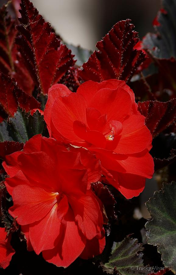 Begonia Duo Photograph by Tracey Vivar