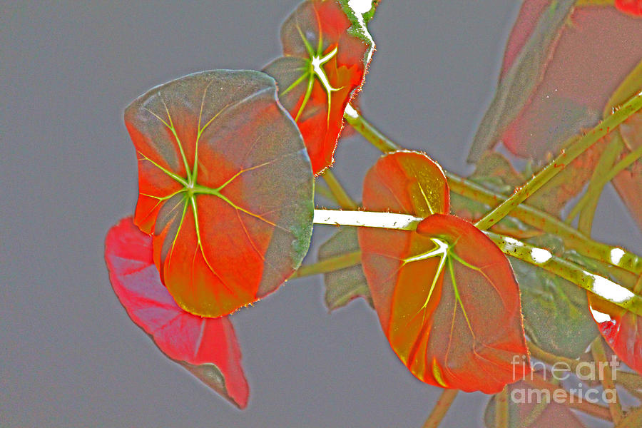Begonia Flowers Imprsionistic Photograph by David Frederick