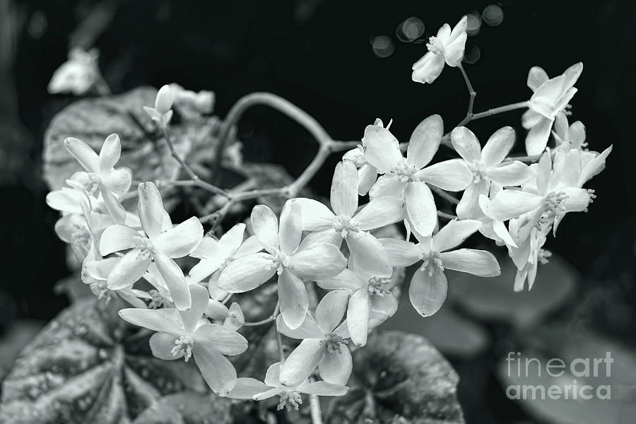 Nature Photograph - Begonia Flowers by Olga Hamilton