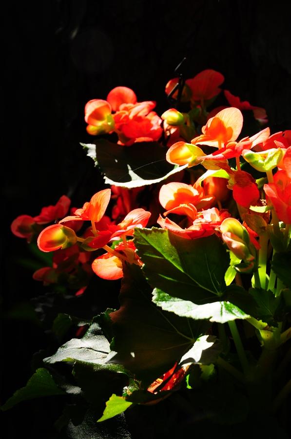 Nature Photograph - Begonia in my garden by David Raderstorf