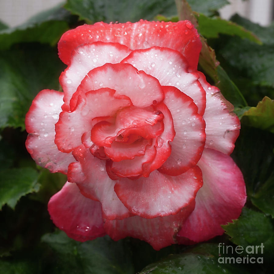 Begonia in the Rain Photograph by Ann Jacobson