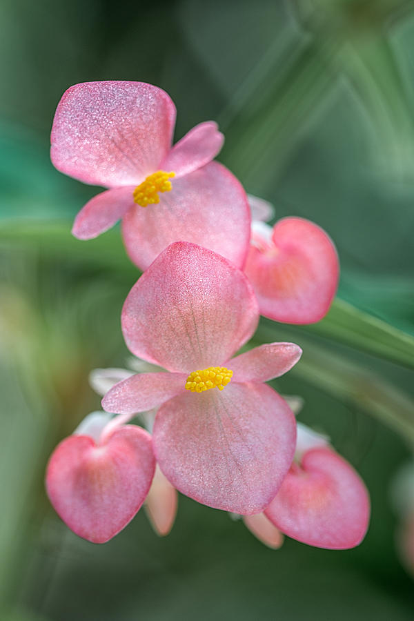 Begonia Love Photograph by Jeff Abrahamson